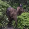 Penemuan Anak Gajah Liar Terlilit Jerat di Hutan Way Kambas