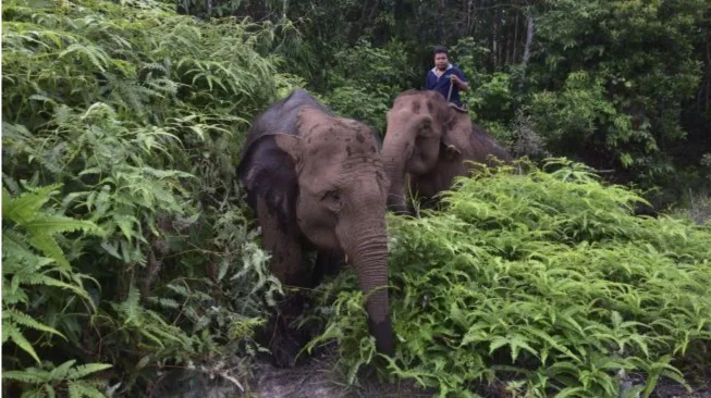 Penemuan Anak Gajah Liar Terlilit Jerat di Hutan Way Kambas