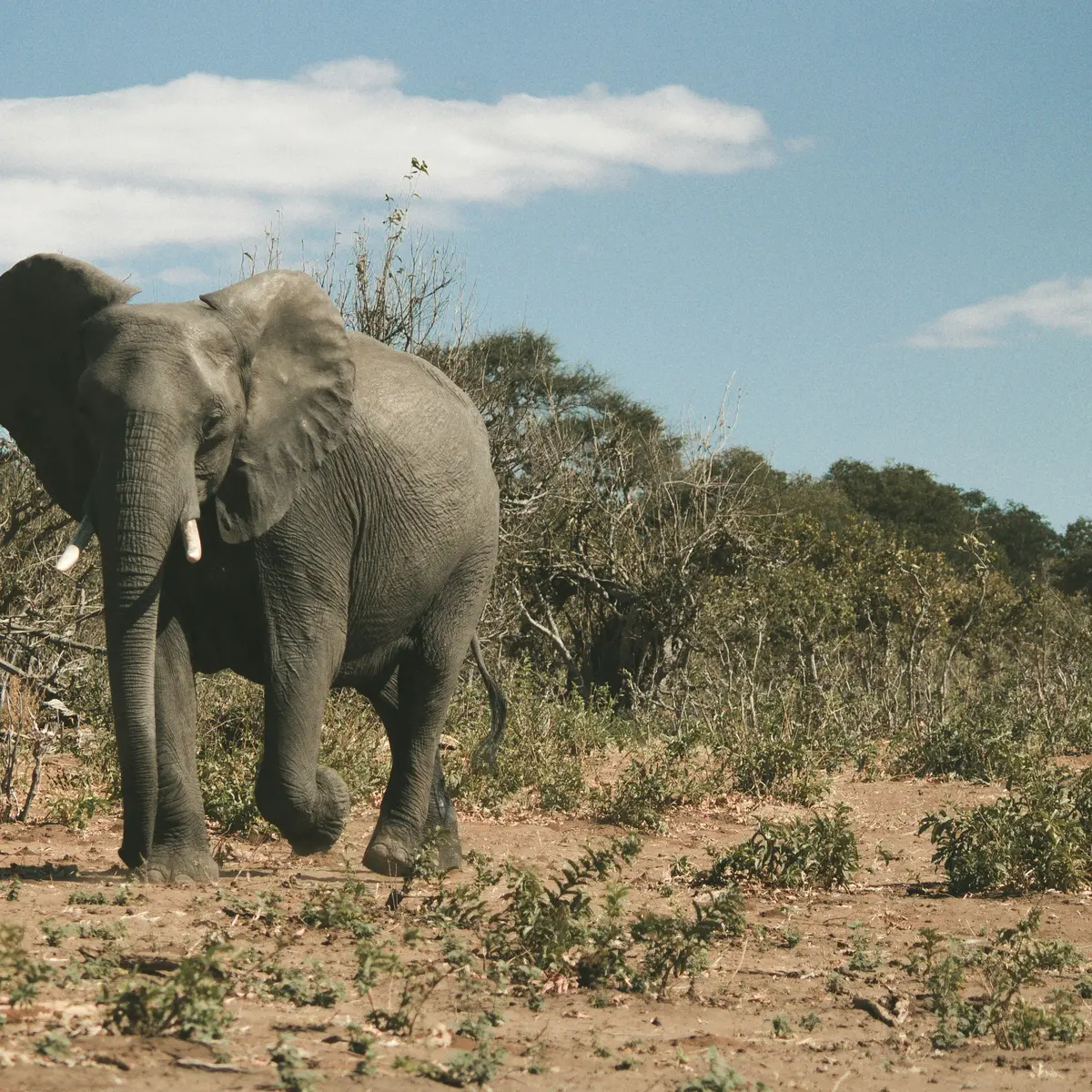 Botswana Mengancam Mengirim 20 Ribu Gajah Hidup ke Jerman Silakan Hidup Bersama dengan Hewan