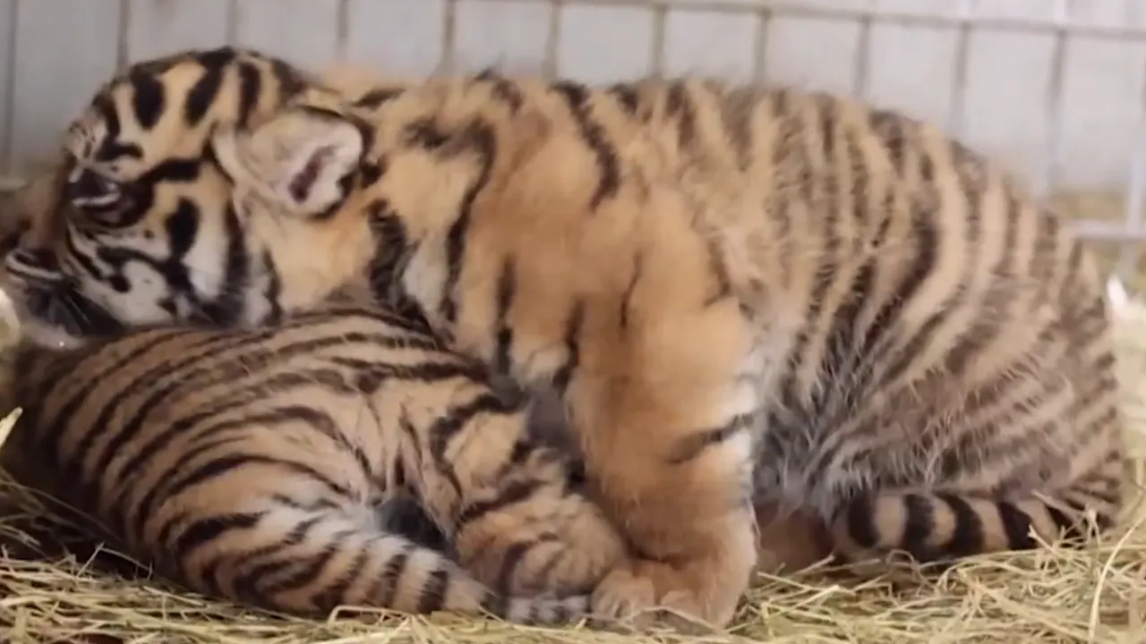 Rimba Dan Toba! Kedua Bayi Harimau Sumatera Yang Langka Di Kebun Binatang Amiens Metropole Prancis