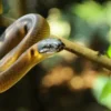 Aksi Pemulihan Alam: 150 Satwa Liar Dikembalikan ke Habitatnya