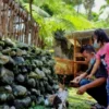 Harga Tiket Untuk Masuk Taman Satwa Kemuning