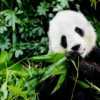 Panda Raksasa di Hong Kong Melahirkan Bayi Kembar