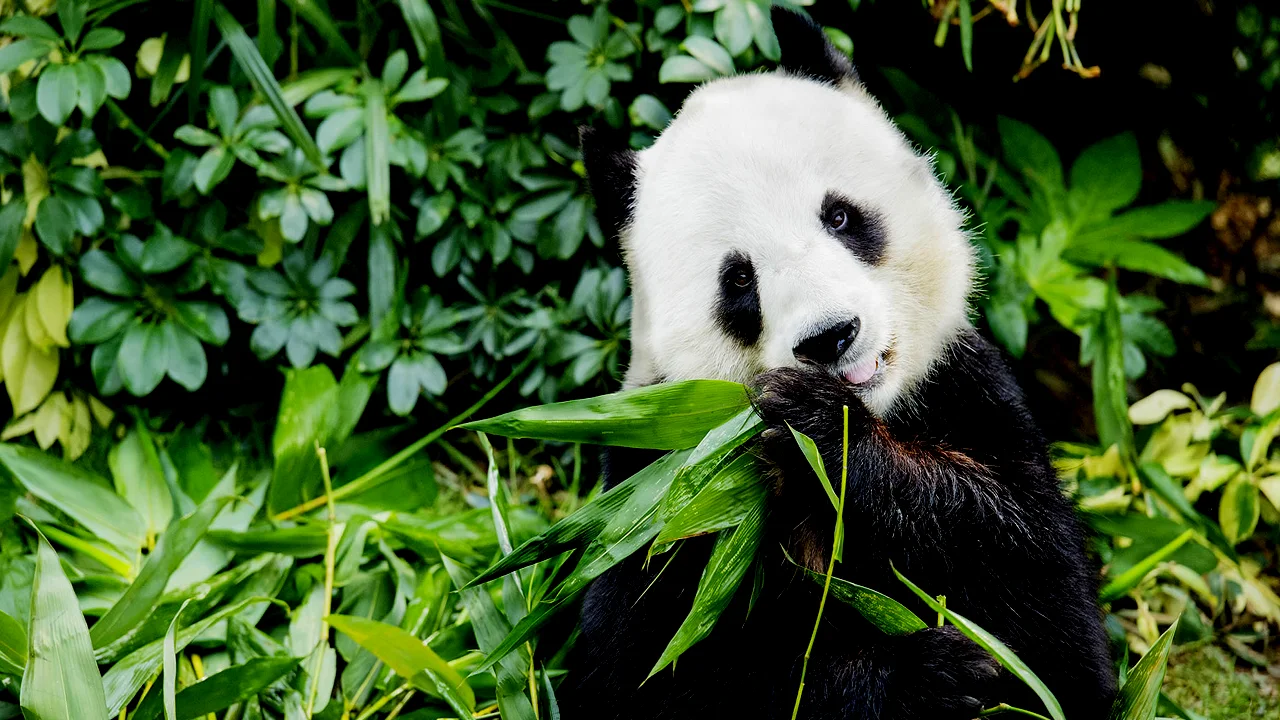 Panda Raksasa di Hong Kong Melahirkan Bayi Kembar