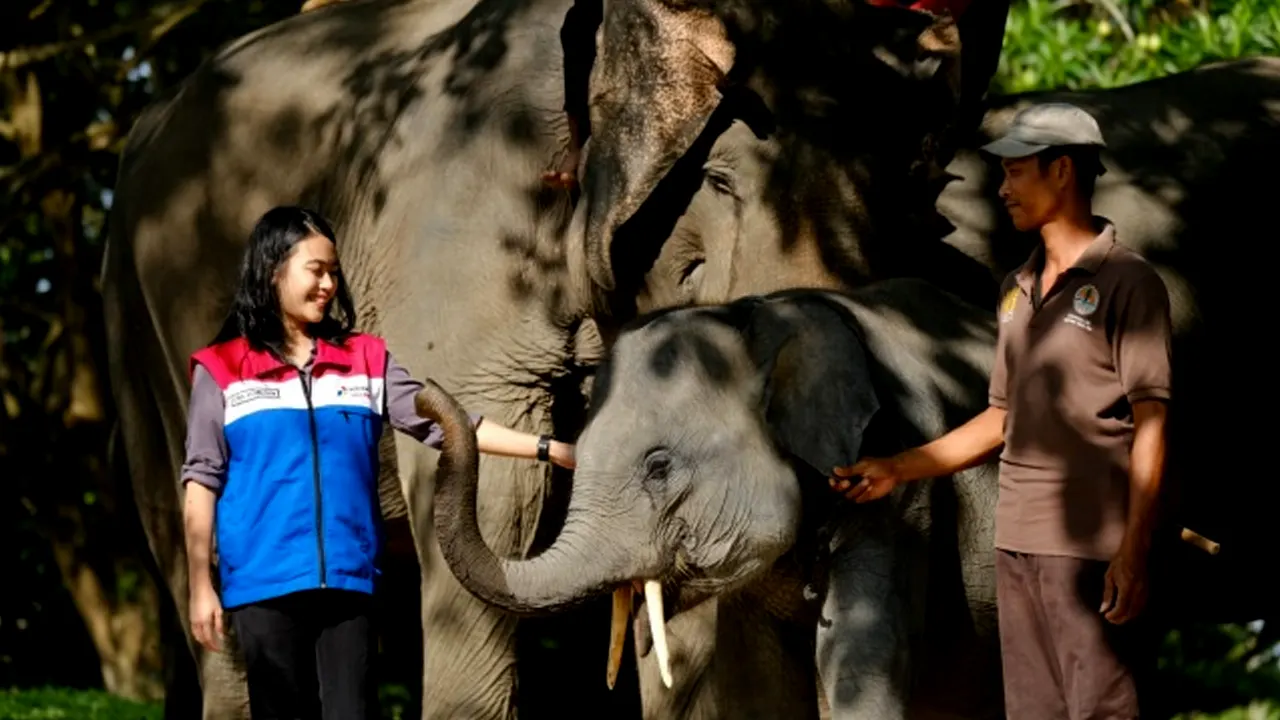 PHR Menjaga Habitat Gajah Sumatra di Wilayah Kerja Rokan Riau